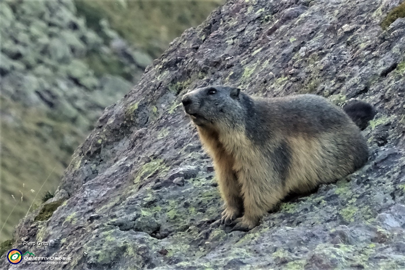 90 Marmottona ormai pronta per il prossimo letargo invernal.JPG